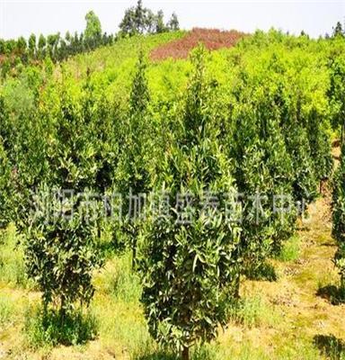 美国红枫 顶级乔木 苗圃高质量培育 存活率高 绿化苗木