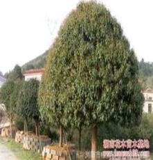 长期批发绿化乔木金桂 冠幅60--350cm
