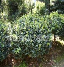 批发供应大量优质园林绿化灌木茶梅 园林景观植物