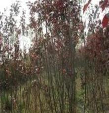 红叶李 绿化苗木 灌木 红紫色的叶子 2年苗 风景树 批发苗木