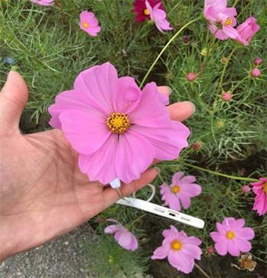 供应草花种子波斯菊种子打造花海造景