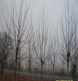 截杆国槐园林乔木宝塔形法桐树 品质优良6-18公分截杆法桐-30cm