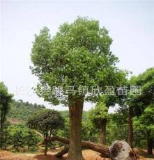 品种齐全品质优良价格合理园林绿化乔木香樟树