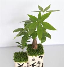 国萃花卉 厂家供应 批发台湾小森林创意植物小盆栽批发 盈春