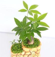 国萃花卉 厂家供应 批发台湾小森林创意植物小盆栽批发 共赢