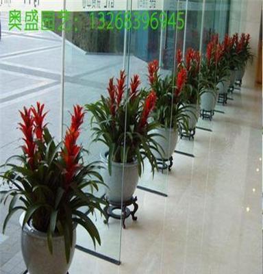 广州天河区绿植租摆，办公室植物租赁，花卉出租公司-奥盛园艺