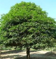 大量供应中国名贵乔木—20公分桂花树