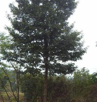 供应花梨木苗木 黄花梨树苗绿化苗木乔木 园林植物量大从优