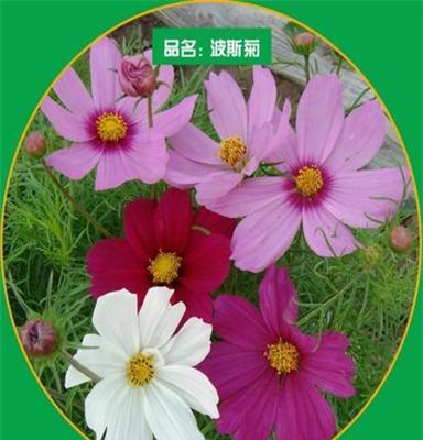 厂家直销、供应一年生草花波斯菊、格桑花种子、花卉种子、园艺花卉