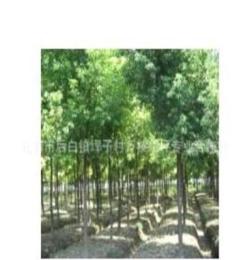 ’A 欢迎订购 供应乔木香樟树常绿性 有香气 园林绿化香樟树