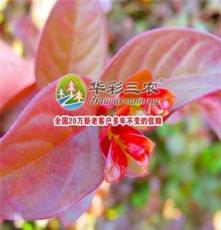 紅葉紫薇 珍品紫薇 江西三農供應日本紅葉喬木紫薇