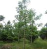七叶树 限量供应，园林景观绿化乔木木-稀缺优质苗木