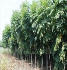 栾树价格 树苗种植 优质产品供应  栾树专业种植基地