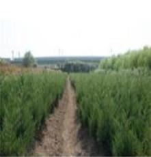 蜀桧  绿都苗圃基地  优质树苗价格  品种好  长期供应