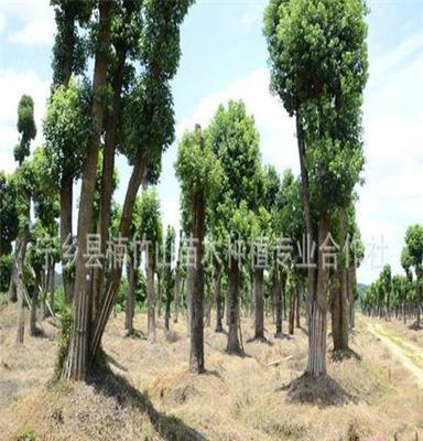 常年供应香樟树 湖南多头香樟 优质绿化乔木工程乔木