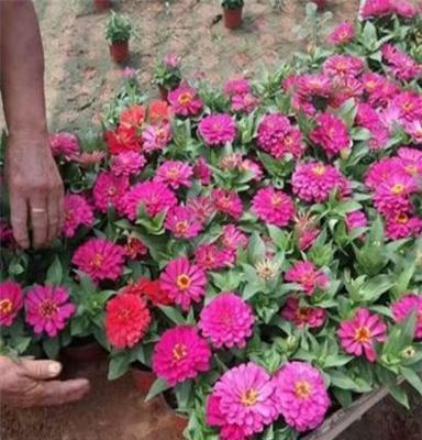 草花生产厂家公司  草花生产厂家  草花生产基地