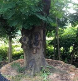 深圳綠化苗木優(yōu)質(zhì)供應(yīng)62鳳凰木鳳凰 香樟樹(shù)秋楓喬木專賣 價(jià)格面議