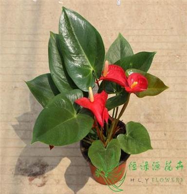 批发办公室内高档花卉盆栽四季开花 养眼观花植物（140）阿拉巴马