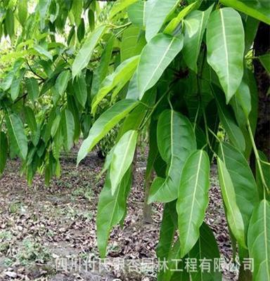 大量批发供应温江花木园林绿化苗木优质乔木黄葛树