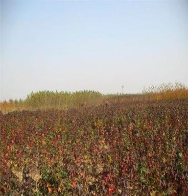 热销经营园林植物乔木苗 不同规格的五角枫