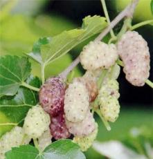 供应韩国大白珍珠桑葚苗,桑葚采摘园推荐的果桑品种
