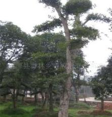 供应野生 移植刺冬青（造型） 柞木（造型）椤木石楠 苗木 乔木