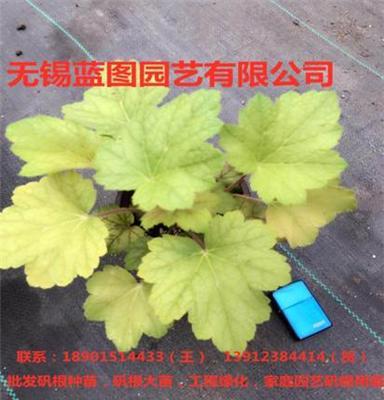 无锡矾根花苗大量批发，矾根彩叶草景观设计，矾根庭院绿化设计施工