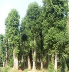 环宇绿化 香樟树 乔木绿化植物 长期供应 种类繁多