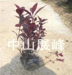 大葉紅草 優質綠化灌木 多種規格待售