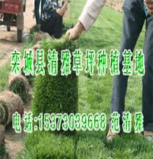 清雅草业 出售山西忻州草坪, 绿化草坪草籽,草皮