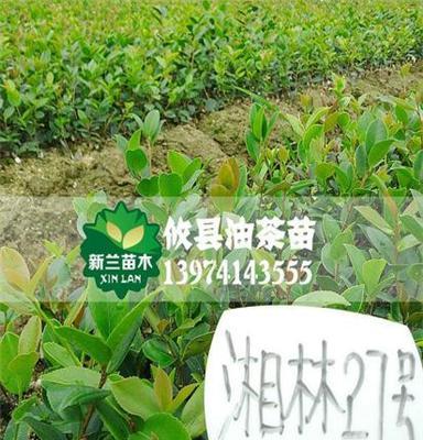 湘林油茶苗 批发一年生嫁接油茶苗 高产良种树苗基地直销果树苗