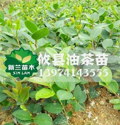 长林油茶苗 长林40号良种嫁接油茶苗 新兰油茶树苗基地直销果树