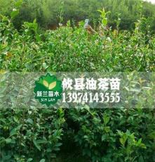 湘林油茶苗 1-3年良种嫁接油茶苗 高产良种树苗基地直销果树苗