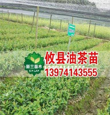 长林油茶苗 批发二年生容器嫁接油茶苗 新兰油茶树苗基地直销果树