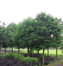 东昇苗木为您提供绿化工程所需的大型行道乔木 灌木 及地被小苗