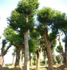 专业批发供应20-40公分移栽香樟树 园林绿化乔木