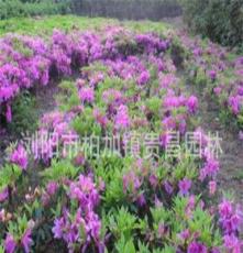 景觀園林園藝 精品灌木 映山紅