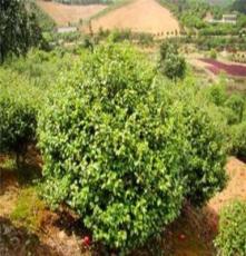 园林绿化灌木 优质山茶花