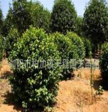 专业批发采购大量优质园林绿化灌木茶花 价格合理