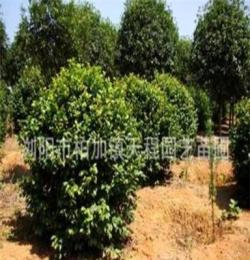 专业批发采购大量优质园林绿化灌木茶花 价格合理