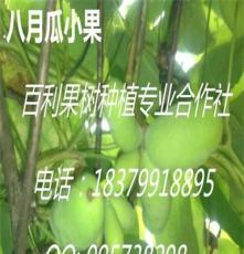 中国珍稀野生果树品种 八月瓜（木通）
