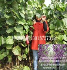 供应巨紫荆树苗中国特有观花大乔木之首