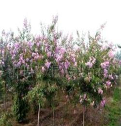 4cm紫薇——园林绿化苗木灌木小乔木类