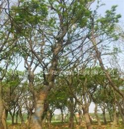 直销绿化乔木，15-40公分丛生朴树