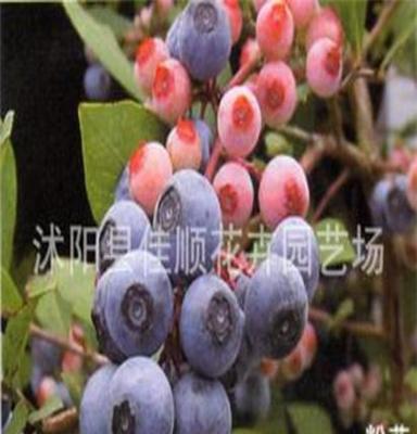 特价出售蓝莓苗 果树苗 兔眼儿蓝莓 粉蓝蓝莓苗 3年苗