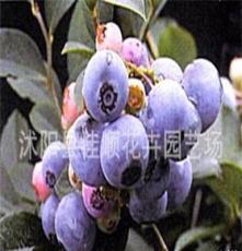 盆栽果树兔眼蓝莓果树苗/-杰兔灿烂蓝美人布莱特蓝巨丰等品种