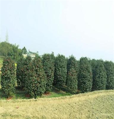 供应8-10公分茶花/山茶/价格/四川/泸州茶花基地