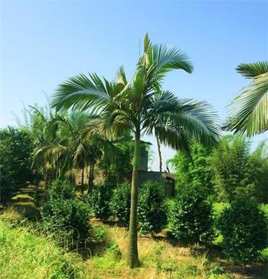 四川泸州基地直销 点景 片植 行道树 杆高3—6米 假槟榔