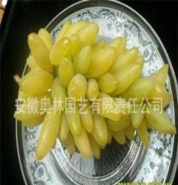 供應(yīng)金手指 葡萄苗 最新果樹苗木