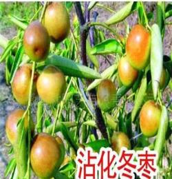 供應(yīng)沾化冬棗苗 果樹苗木 棗苗 脆棗苗